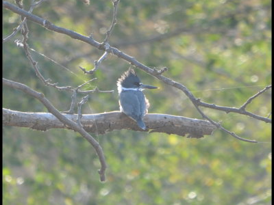 A female Belted Kingfisher (note the russet feathers along the right side) sitting on a snag overlooking a creek on CR640 where we turned south after looking at birds from the west viewing platform at SPNWR