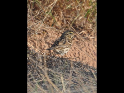 Savannah Sparrow that had flow down from the fence to the bar ditch at the side of the road. Mary said it looks like it's been bathing.