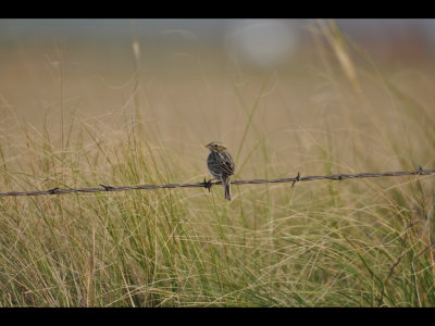 Savannah Sparrow on barbed wire at SPNWR