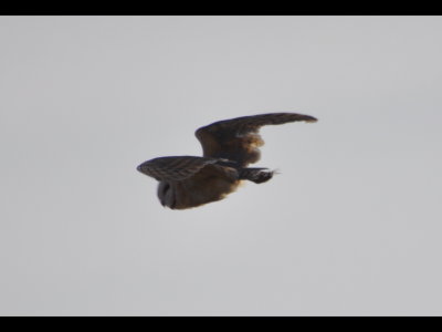 Bill and Deanne found a Barn Owl in a building at the side of the road. The owl flew out a window, circled, then landed in a nearby tree. But before I could take a photo, the bird flew again and went out of sight to the north. This is the first of two recognizable shots I got of it as it flew away.