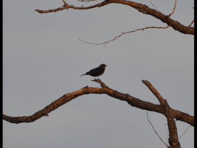 Cowbird; several more blackbirds and cowbirds flew into the tree then away to the south.
