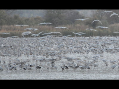 Sandhill Cranes coming back from surrounding fields to roost in the shallow lake for the night.