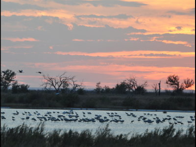 Sandhill Cranes at sunset