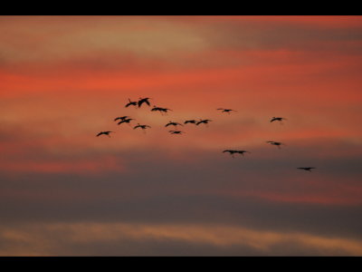 More Sandhill Cranes flying in the sunset sky over SPNWR