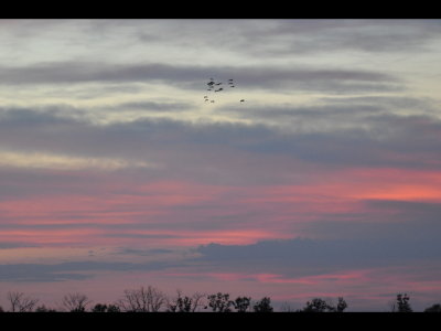 Some high-flying cranes at just after sunset