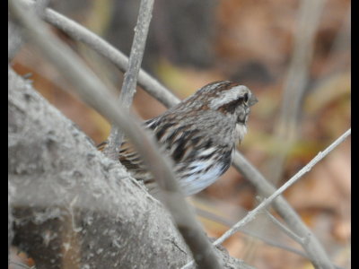 I met Larry M, Hal Y and Zach P at the Walmart in south OKC at 7am Saturday and we drove to Idabel in Hal's van. We stopped at Turtle Creek Park on the Pine Creek Reservoir on the way down and found several birds, including this Song Sparrow in willows and reeds along the water.