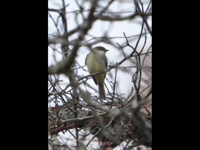 We went up a hill in the park to an area with pine, oak and other trees and found this Eastern Phoebe.