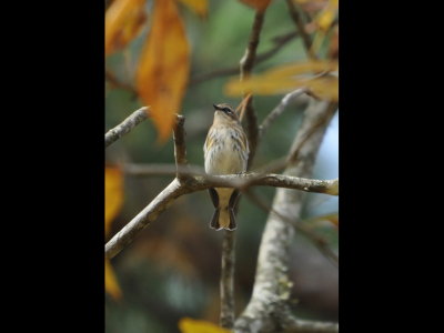 Yellow-Rumped Warbler