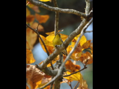 Pine Warbler at Turkey Creek Park
McCurtain County, OK
