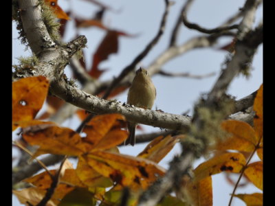 Ruby-crowned Kinglet