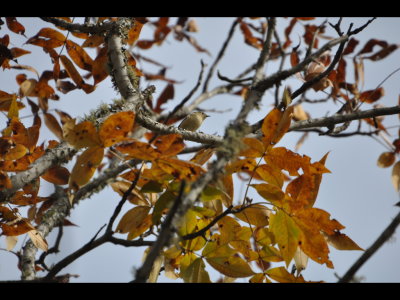 Ruby-crowned Kinglet