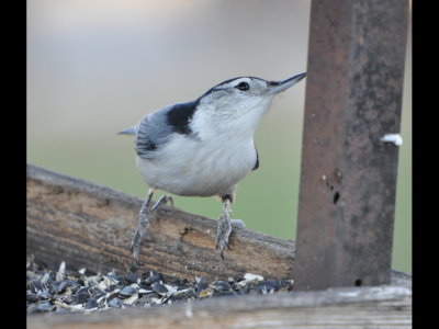 White-breasted Nuthatch at feeder
USFS Office, Beavers Bend State Park, Broken Bow, OK