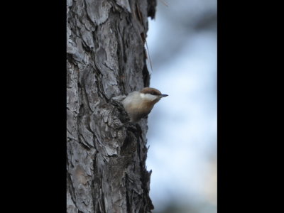 Brown-headed Nuthatch