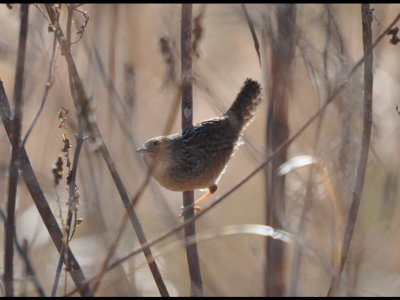 Sedge Wren