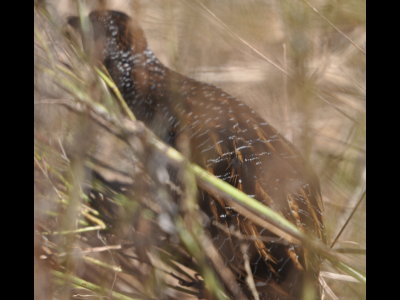 Yellow Rail in thick grass at Red Slough WMA
McCurtain County, OK