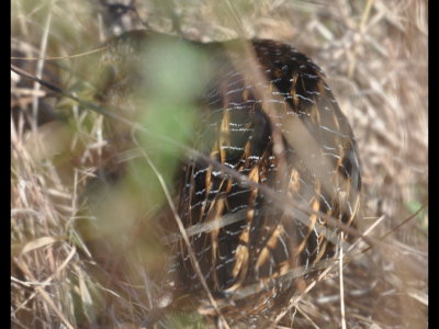 Most complete photo I got of the Yellow Rail, though blurred by grass
