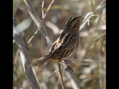 Another LeConte's Sparrow