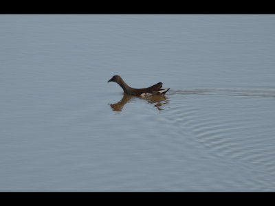 Common Gallinule
Red Slough WMA, McCurtain, OK