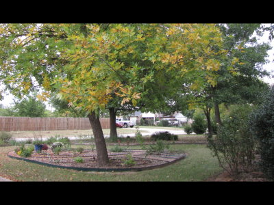 Another view of the pecan tree bed
