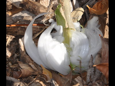 Beautiful frost flower