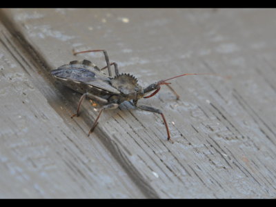 Wheel bug, Arilus cristatus, on house siding, has lost part of an antenna