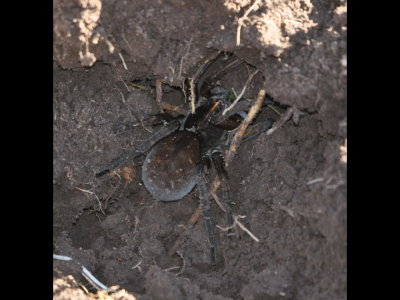 I found this large spider in a cavity under a stepping stone while I was thinning our bulb bed.