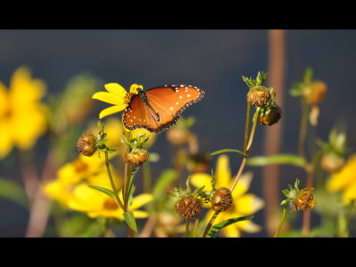 Queen butterfly (Danaus gilipus) at Red Slough, per David A