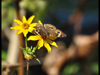 Buckeye butterfly (Junonia coenia) at Red Slough WMA
