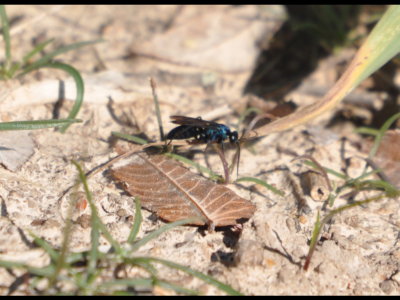 Blue-black wasp at Red Slough WMA