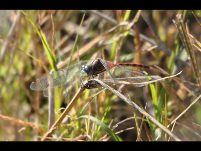 Blue-faced Meadowhawk, Red Slough WMA