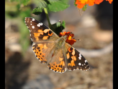 Painted Lady (Vanessa cardui) in our backyard on Lantana 