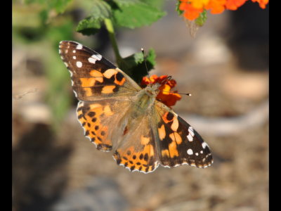 Painted Lady (Vanessa cardui) in our backyard on Lantana