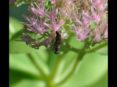 Syrphid fly on sedum in our yard