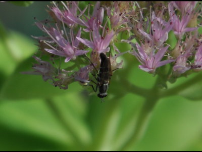 Syrphid fly on sedum in our yard