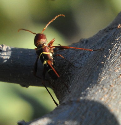 Red-headed Ash Borer on branches blown into our yard from our neighbor