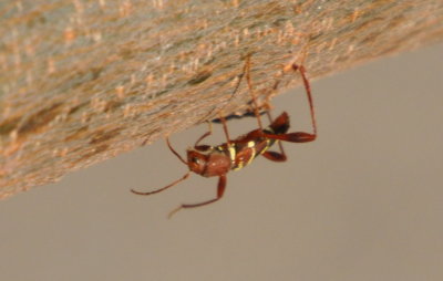 Red-headed Ash Borer--there were several running up and down the branches cut from a neighbor's tree