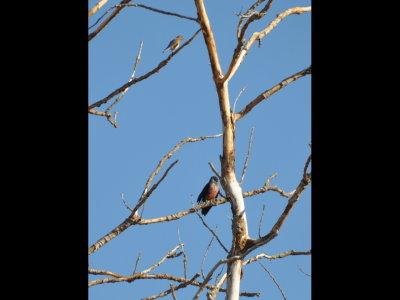 We had read that the Lewis's was chasing other woodpeckers out of the tree, but it didn't seem to be bothered by the bluebird, nor by some starlings.