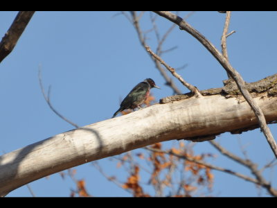 Lewis's Woodpecker at Lake Carl Blackwell, Payne County, OK