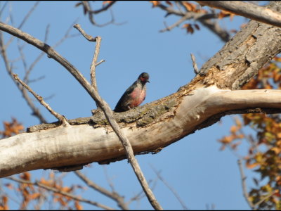 The woodpecker pecked around on the bark of the dead tree.