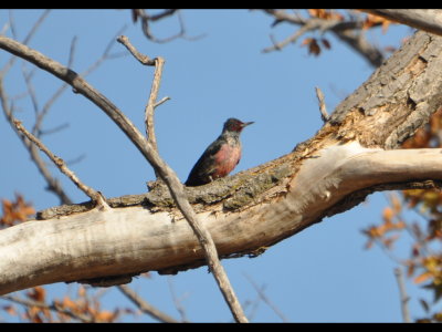 Lewis's Woodpecker
