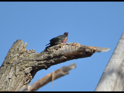A couple that had been observing the bird before we arrived noted that it liked to perch on this horizontal branch.