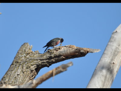Mary thought the Lewis's Woodpecker was stashing a Corn Nut.