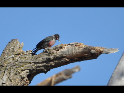 Lewis's Woodpecker would fly off to other trees, perhaps to retrieve nuts from live ones, then return to the dead tree to stash them.