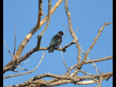 You can see the green sheen to its back in this photo.