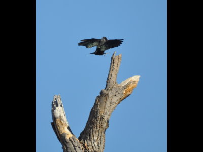 Lewis's Woodpecker about to light on a snag.