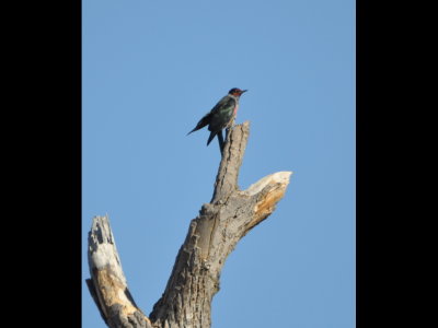 The Lewis's Woodpecker seemed to be holding its left wing out often while perched.