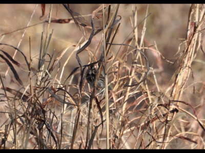 In the grass below, a Song Sparrow was hiding.