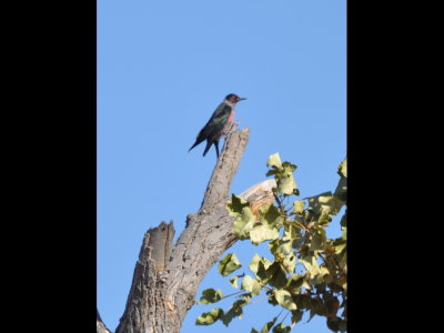 Lewis's Woodpecker, Lake Carl Blackwell, OK