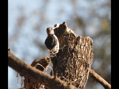 Nearby, an immature Red-Headed Woodpecker was perched on another snag.