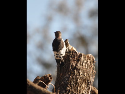 Others reported seeing the Red-Headed Woodpecker being chased by the Lewis's, but it kept its distance while we were there.
